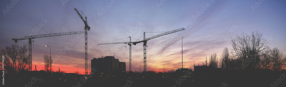 Cranes at sunrise panorama