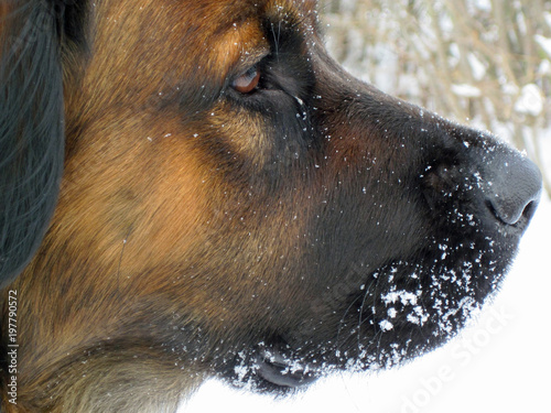  hundeschnautze mit schnee   photo