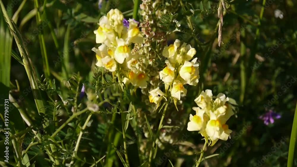 Linaria vulgaris. Wildflowers in country field. HD video footage static camera Linaria vulgaris. Wildflowers in country field. HD video footage static camera