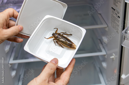 Offer of edible insects from an empty refrigerator. Man take fried cockroach in plastic box from empty fridge.