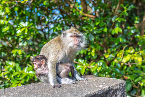 makaken affen mutter hält ihr baby und beschützt es
