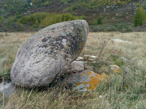Quadro em tela The big gray pegmatite smooth stone with lichen in the dried grass