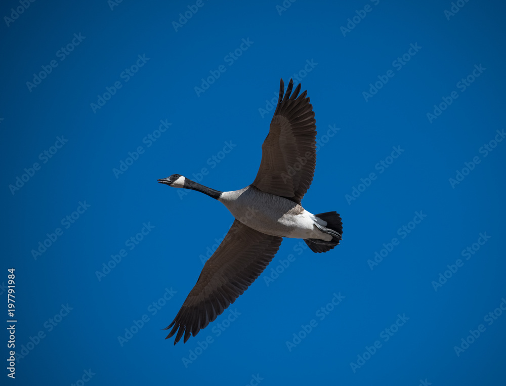 Obraz premium Canada Goose Flying