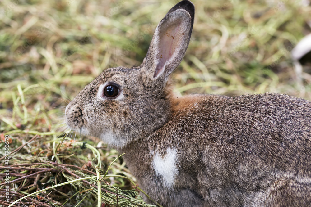 Fototapeta premium brown rabbit on ground