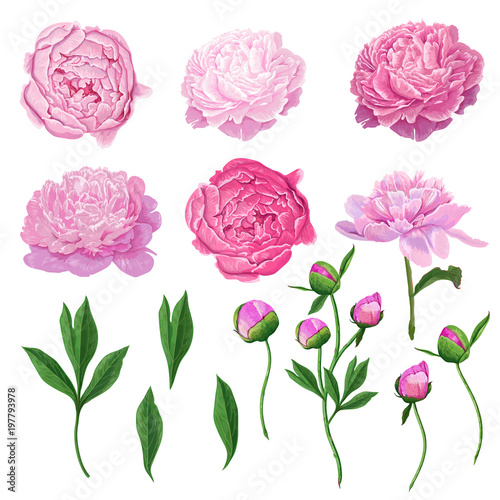 Naklejka Zestaw elementów kwiatowy z różowa piwonia kwiatów, liści i pąków. Ręcznie rysowane botaniczne flory do dekoracji, zaproszenia ślubne, wzory. Ilustracji wektorowych