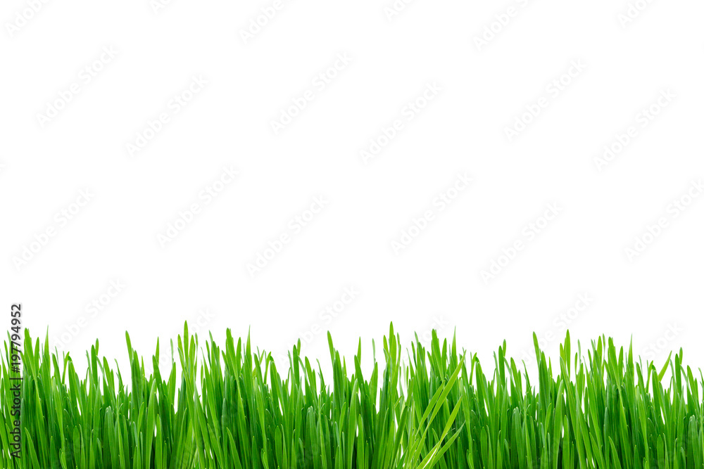 Gras wiese Rasenisoliert freigestellt auf weißen Hintergrund
