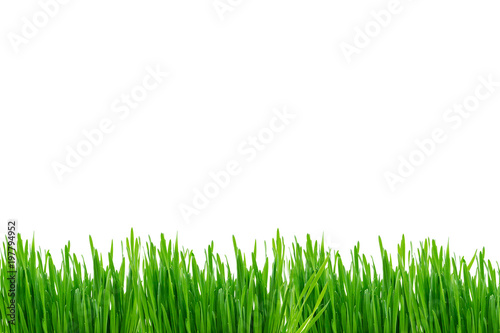Gras wiese Rasenisoliert freigestellt auf weißen Hintergrund, Freisteller 