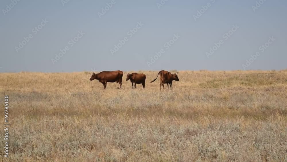 Three brown cows grazing on pasture in field in late summer Three brown cows grazing on pasture in field in late summer