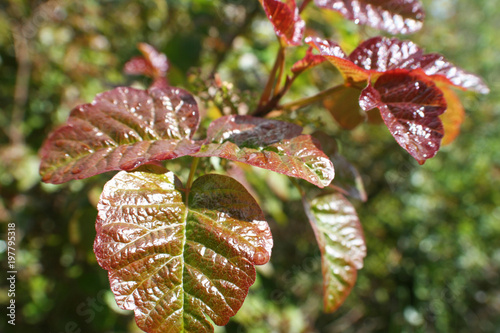 Poison Oak Leaves Close Up High Quality  photo