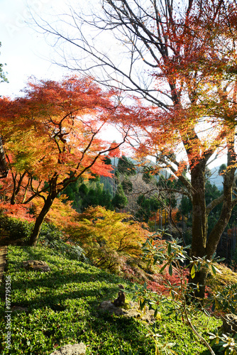 Fototapeta Naklejka Na Ścianę i Meble -  日本 紅葉の京都の秋 落ち葉