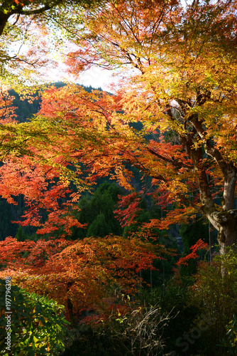 日本 紅葉と落ち葉と京都の秋 Kyoto