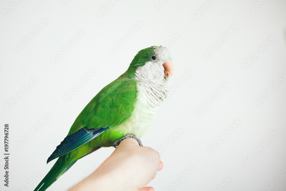 Photo of a green Quaker parrot sitting on woman's hand. Close-up of friendly and cute Monk Parakeet on white background.