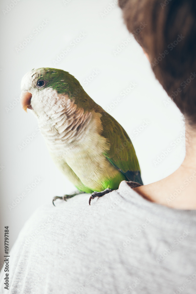 Naklejka premium Close-up of a green Quaker parrot who is sitting on shoulder of young beard man in gray t-short at home. Monk parakeet is looking at camera with curiosity.