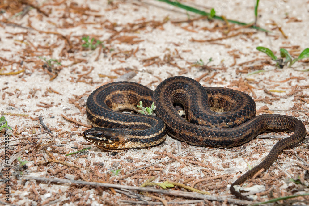 Fototapeta premium Gulf Salt Marsh Snake (Nerodia clarkii clarkii)