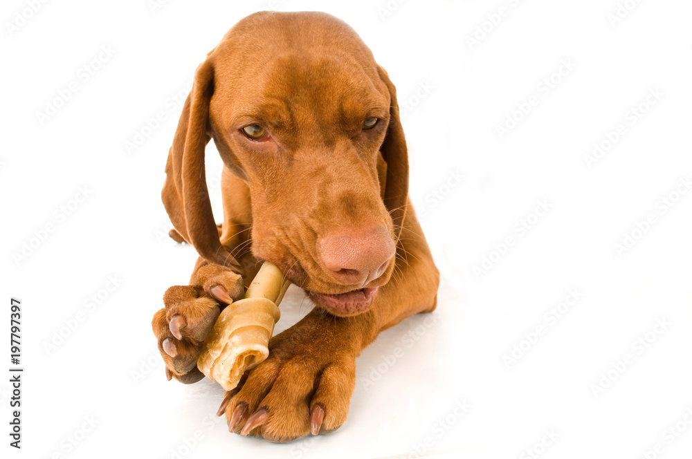 Magyar Vizsla mit Kauknochen isoliert auf weißem Hintergrund Magyar Vizsla mit Kauknochen isoliert auf weißem Hintergrund