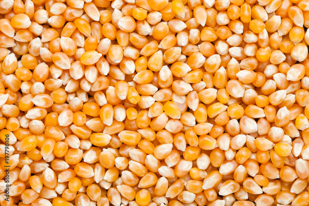 Raw golden sweet corn popcorn grain seeds texture Raw golden sweet corn popcorn grain seeds texture