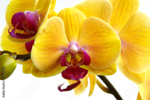 Phalaenopsis Orchids (Moth Orchids) They  are used as household plants