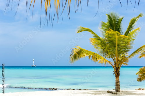 Tropical beach as a wild nature scenery in Punta Cana  Dominican Republic