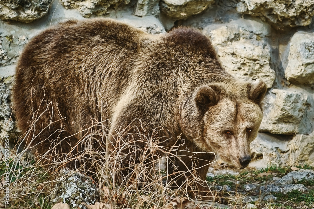 Brown Bear near the Wall Brown Bear near the Wall