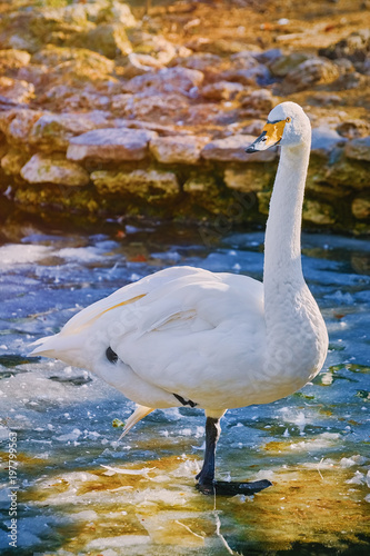 Swan on Ice