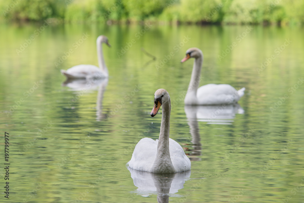 Schwan ist eine Schönheit am Teich immer elegant und graziös Schwan ist eine Schönheit am Teich immer elegant und graziös