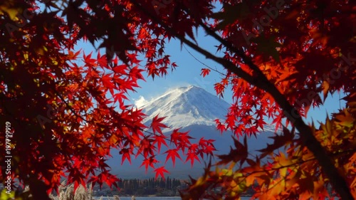 Mt Fuji with Red Maple tree in Autumn
