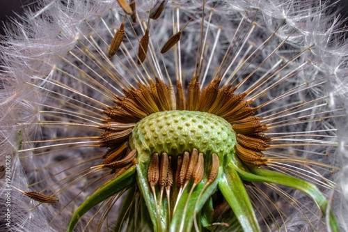 Dandelion Clock