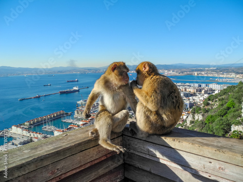 Two barbary macaques looking at each other with love. The Rock of Gibraltar © Olga