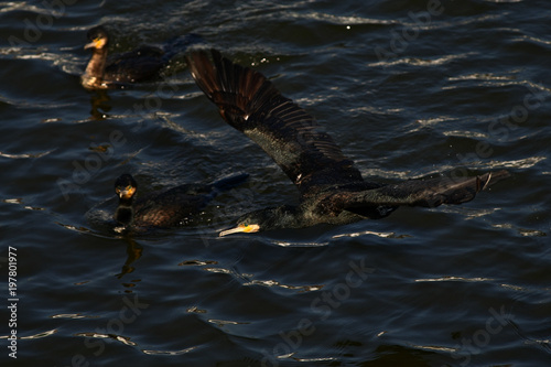 cormorant - it swims well and dives, plumage is not waterproof, beautiful bird