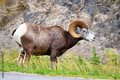 A male bighorn sheep eats along a highway