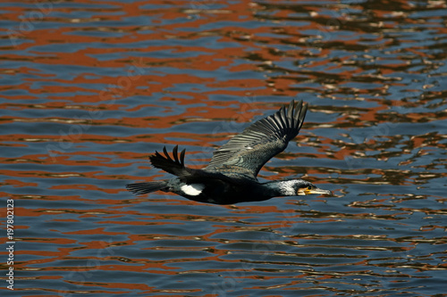 cormorant - it swims well and dives, plumage is not waterproof, beautiful bird