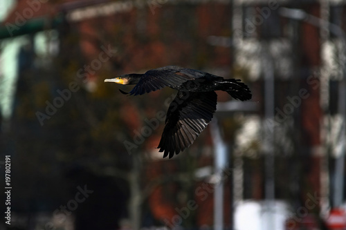 cormorant - it swims well and dives, plumage is not waterproof, beautiful bird