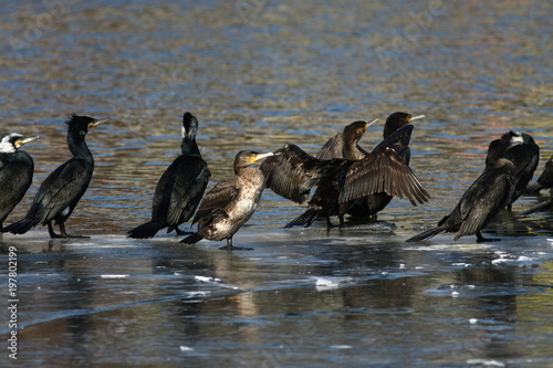 cormorant - it swims well and dives, plumage is not waterproof, beautiful bird