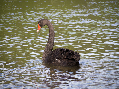 Black Swan on Lake