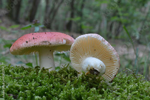 Two specimen of Vomiting russula var. silvestris mushrooms