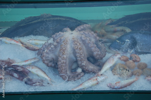 Wybrzeże Grecji, Poleponez, wyspa Hydra