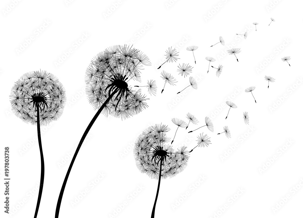 Naklejka Abstrakcjonistyczny Dandelions dandelion z latanie ziarnami - akcyjny wektor