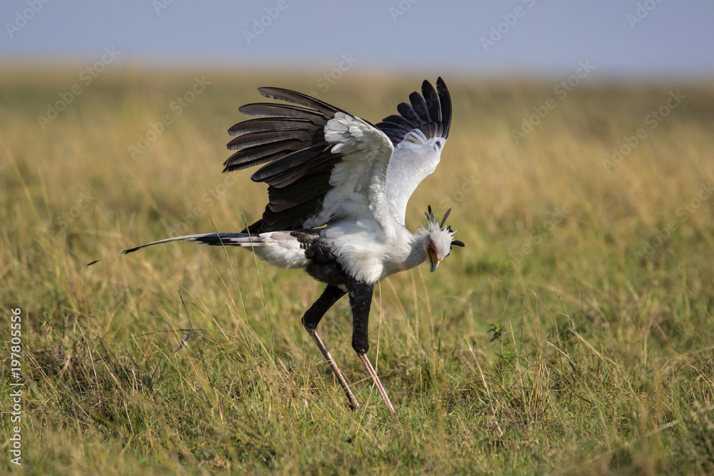 Secretarybird hunting in the high grass of the savanna in the Masai Mara National Park in Kenya