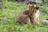 Lion cub in the Masai Mara National Park in Kenya