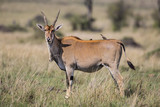 Female eland antelope with ospeckers in the Msai MAra National Park in Kenya