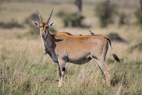 Female eland antelope with ospeckers in the Msai MAra National Park in Kenya