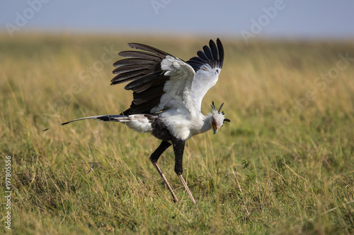 Secretarybird hunting in the high grass of the savanna in the Masai Mara National Park in Kenya © henk bogaard