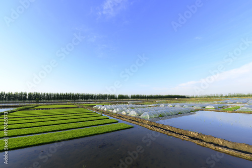 Rice seedlings are in the paddy field