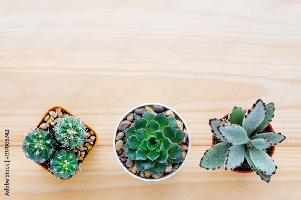 Cactus and succulent plants on wood background with copy space, top view, flat lay, succulent houseplant trendy design concept Cactus and succulent plants on wood background with copy space, top view, flat lay, succulent houseplant trendy design concept