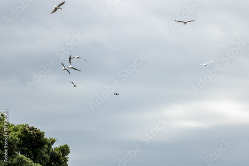 Small Drone Attacked By Seagulls While Filming Music Festival