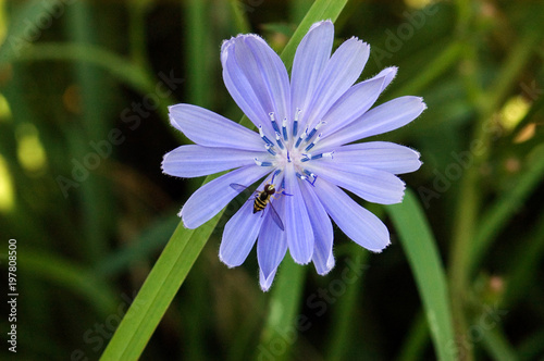 Chicory and Bee