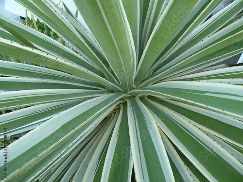 Green Palm