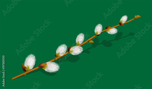 Weidenkätzchen Zweig mit Schatten,
Frühlingsblume in der Osterzeit, 
Vektor Illustration isoliert auf weißem Hintergrund
