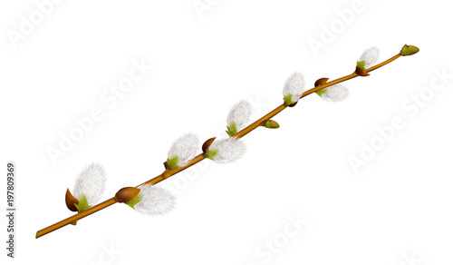Weidenkätzchen Zweig,
Frühlingsblume in der Osterzeit, 
Vektor Illustration isoliert auf weißem Hintergrund
