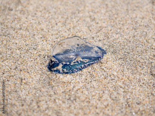 Obraz na płótnie By The Wind Velella Velella Sailor Jellyfish w salonie